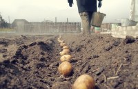 Технология посадки картофеля